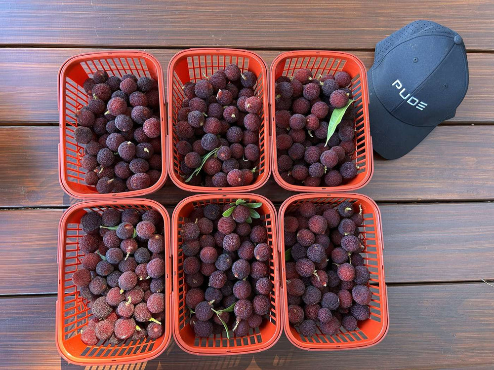 Bayberry harvest at Pude Natural Farm, Silvan