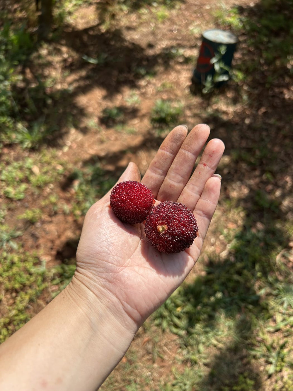 Freshly picked bayberries in hand, Pude Natural Farm