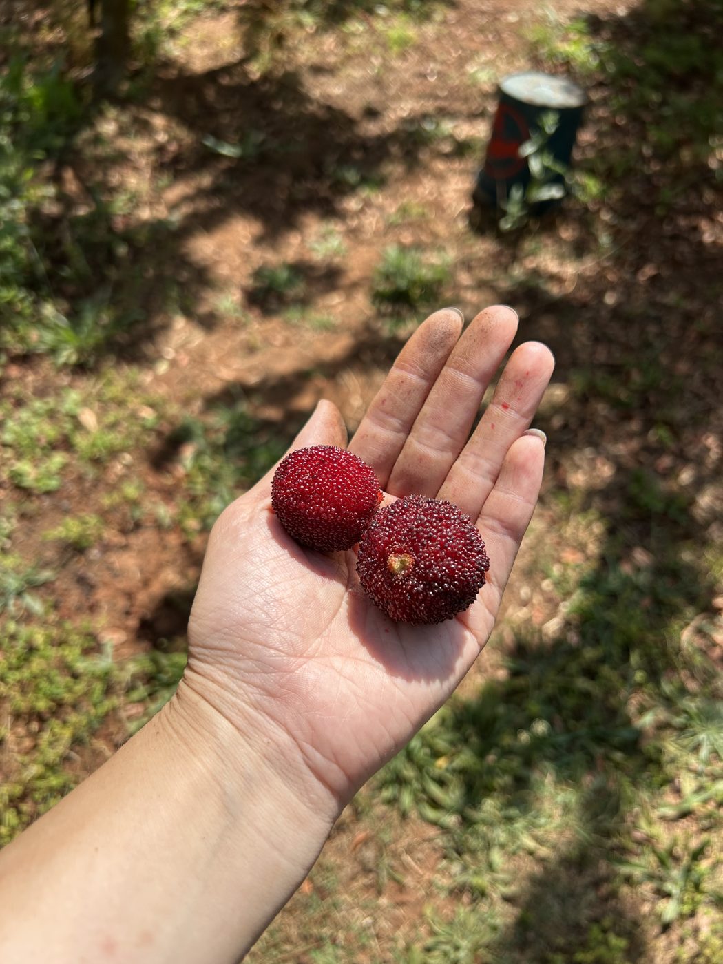 Freshly picked bayberries in hand, Pude Natural Farm
