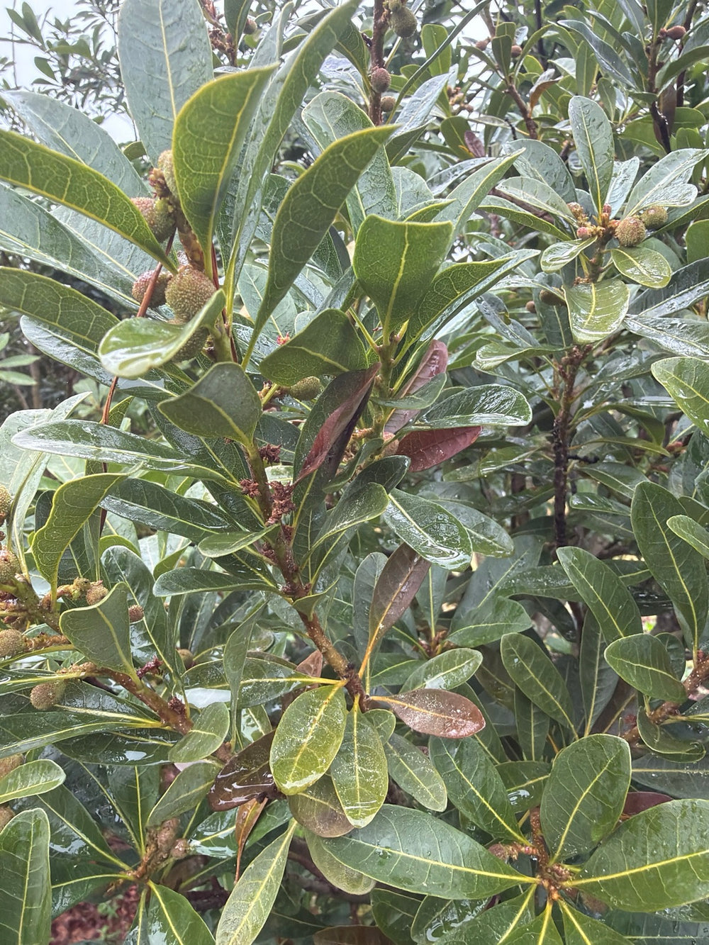 朴德自然农场杨梅树上的绿色幼果（2026年9月下旬） Young green bayberries on the tree at Pude Natural Farm, Silvan, late September 2026