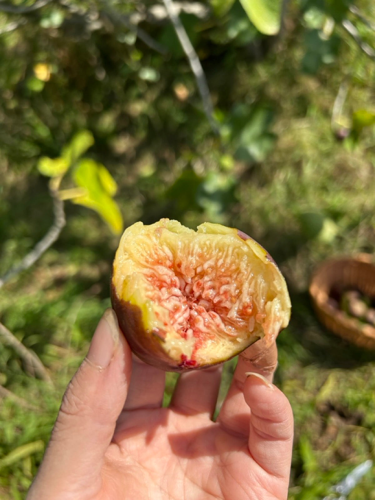 手里刚咬开的树上熟无花果 A tree-ripened fig, freshly bitten, Pude Natural Farm